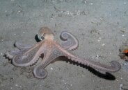 Blue Heron Bridge Night Dive Octopus.jpg