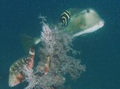 Blue Heron Bridge Night Dive trunkfish.jpg
