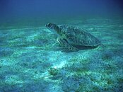 St Thomas-Buck Island Snorkel 019_2_2.jpg