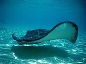 Stingray City-Cayman 034_2.jpg