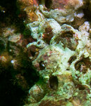 Gobys-Ixtapa.jpg