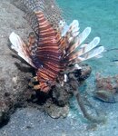 Blue Heron Bridge Lionfish.jpg