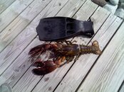lobster.jpg