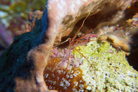 arrow crab.jpg