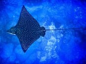 malpelo_eagleray.jpg