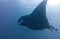 malpelo-manta.jpg