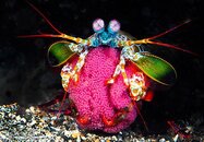 Threatening Peacock Mantis Shrimp Protecting Eggs.jpg