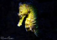 AP_P_LSlawson_Female Common Seahorse.jpg