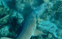 Cubera versus nurse shark.jpg
