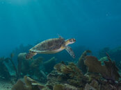 SmallSeaTurtleProfileSun.JPG