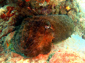 cuttlefish-1.jpg