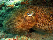 cuttlefish-2.jpg