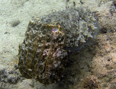 cuttlefish-3.jpg