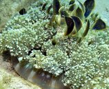 upsidedownjelly6-6.jpg