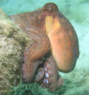 octo6-6.jpg