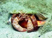 hermitcrab.jpg