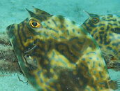 cowfish.jpg