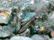 Blue Heron Bridge Banded Jawfish profile.jpg
