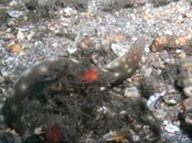 Blue Heron Bridge Sharptailed Eel.jpg