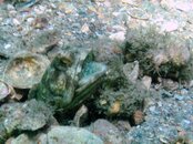Blue Heron Bridge Banded Jawfish.jpg
