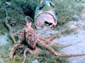 Blue Heron Bridge Octopus.jpg