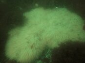 Nubble Squid eggs.jpg