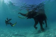 elephant.jpg