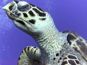 Turtle Up Close.jpg