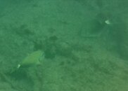 mystery fish 2.JPG