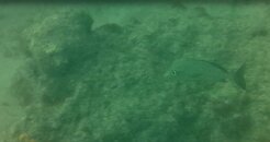 mystery fish 3.JPG