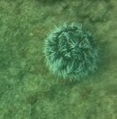 mystery thing 1.JPG