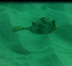 mystery FLfish1.JPG