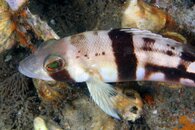 IMG_3859tattlerbass a.jpg