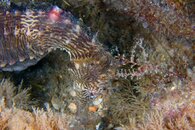 IMG_3750wa.jpg