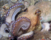 octo6-12.jpg