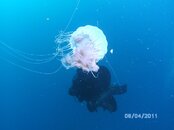 CHRIS_and_JELLYFISH_ATLAS.JPG