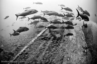 FarEastTanker_Sheard-3.jpg