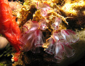 Tunicates.jpg