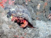 Blue Heron Bridge Night Dive Giant Hermit Crab.jpg