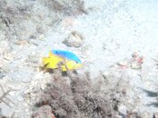 Blue Heron Bridge Night Dive Cocoa Damselfish.jpg
