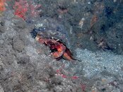 Blue Heron Bridge Night Dive Hermit.jpg