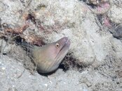 Blue Heron Bridge Night Dive green moray.jpg