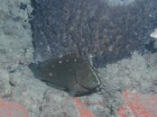 Blue Heron Bridge Night Dive Rock Hind.jpg