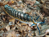 11-04-09-gold-fringednudibranch-cerberillasp7-07.jpg