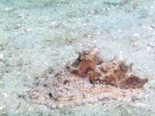Blue Heron Bridge Spikey Octopus.jpg