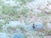 Blue Heron Bridge Spotted Snake Eel.jpg