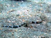 Blue Heron Bridge...Whitesnout Pipefish.jpg