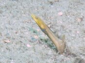 Blue Heron Bridge..Pikeblenny.jpg