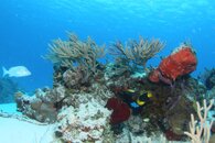 IMG_3217.jpg