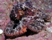 octopus.jpg